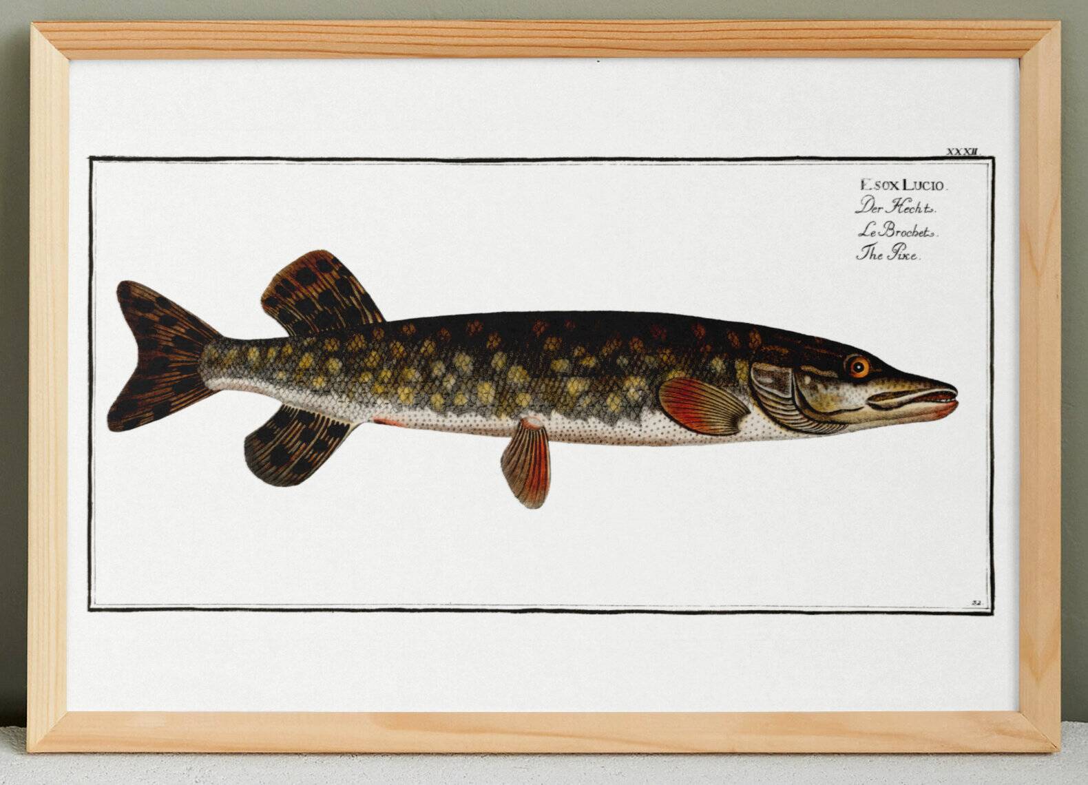 Poster about pike, based on an old engraving from 1746.