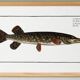 Poster about pike, based on an old engraving from 1746.