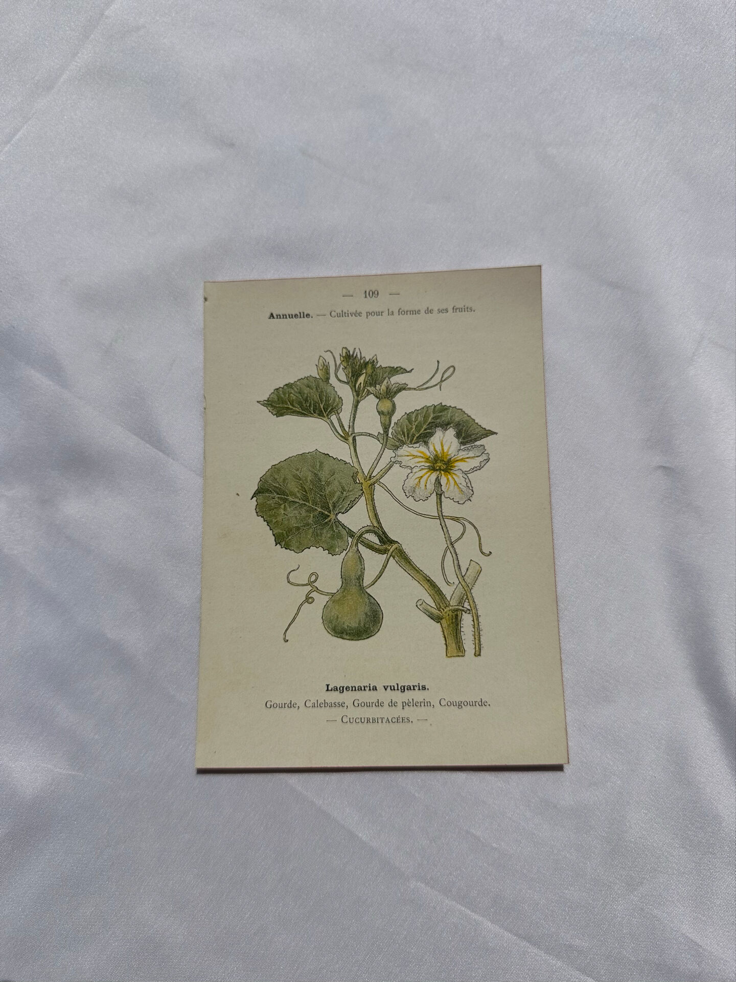 Planche botanique, gravure naturaliste, 19ème