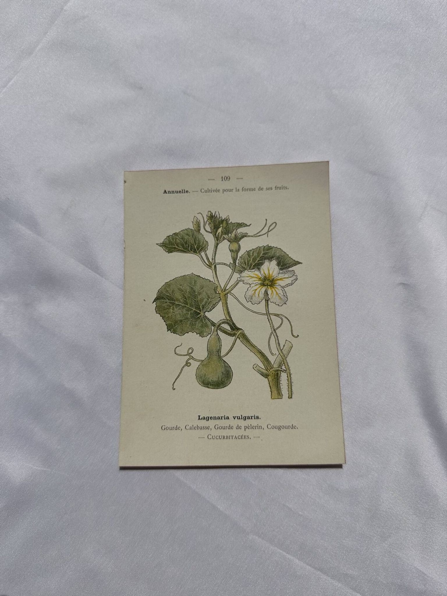 Planche botanique, gravure naturaliste, 19ème