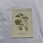 Planche botanique, gravure naturaliste, 19ème