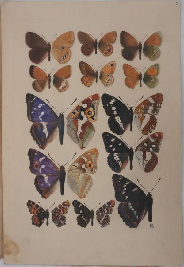 Roger metaye : papillons marrons et violets, aquarelle originale signée