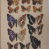 Roger metaye: brown and purple butterflies, original signed watercolor