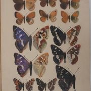 Roger metaye : papillons marrons et violets, aquarelle originale signée