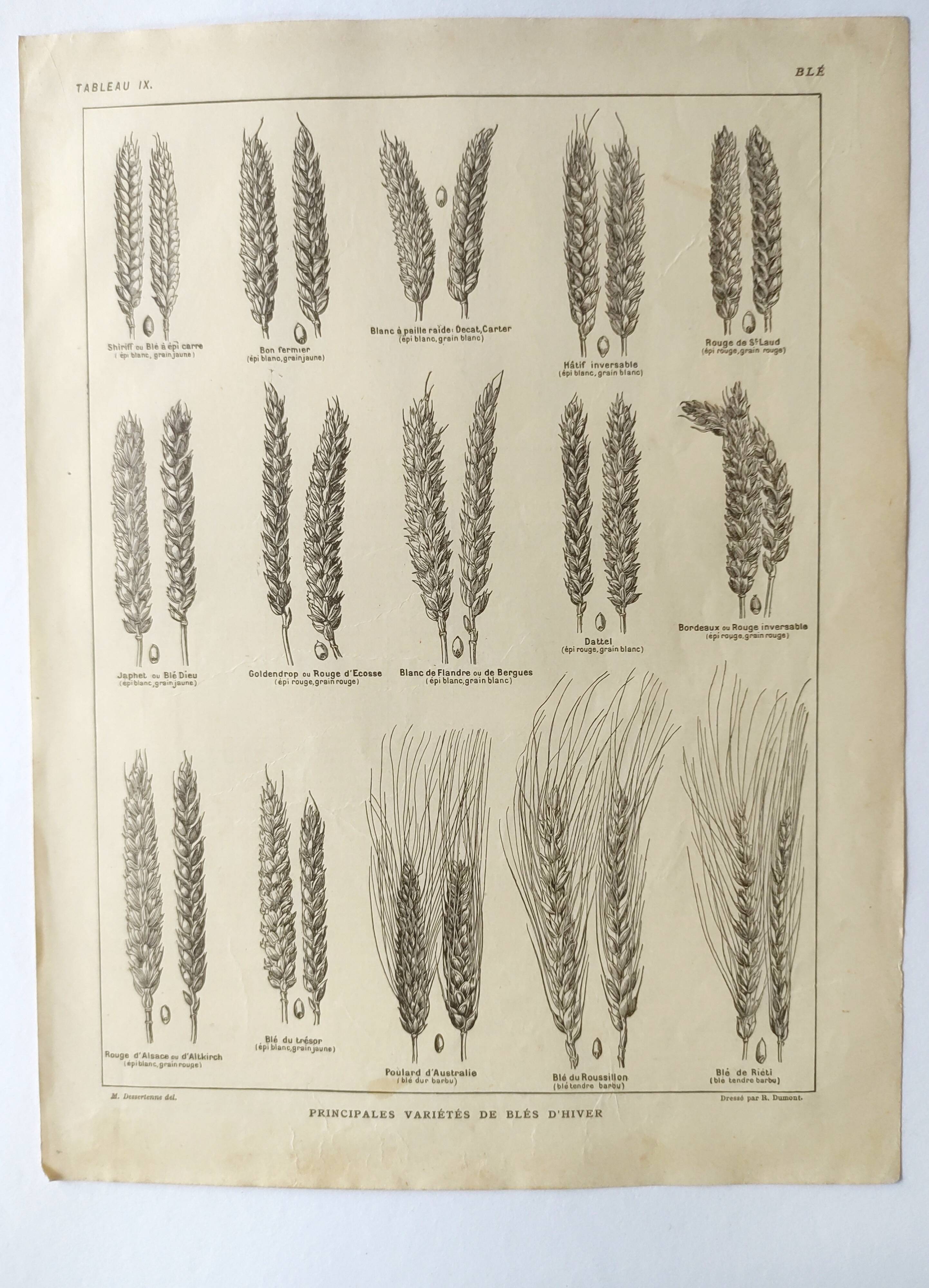 Old engraving 1922, Wheat, barley, cereal • Lithograph, Original plate