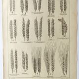 Old engraving 1922, Wheat, barley, cereal • Lithograph, Original plate