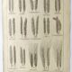 Old engraving 1922, Wheat, barley, cereal • Lithograph, Original plate