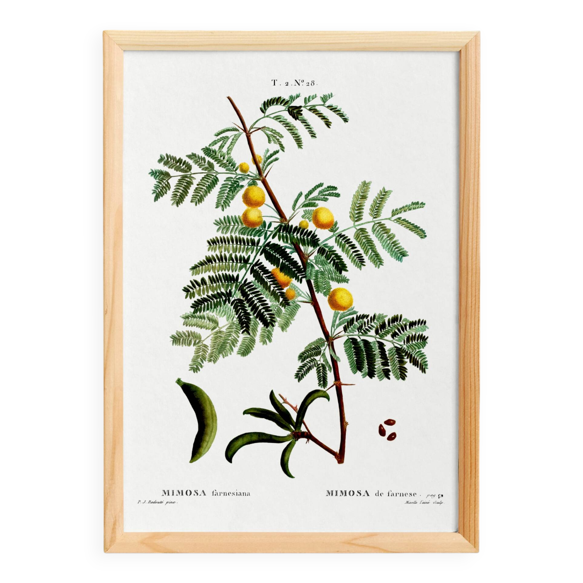 Botanical poster about mimosa, after an engraving from 1802