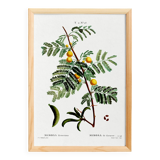 Botanical poster about mimosa, after an engraving from 1802