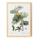 Botanical poster about mimosa, after an engraving from 1802