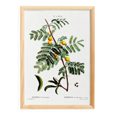 Botanical poster about mimosa, after an engraving from 1802