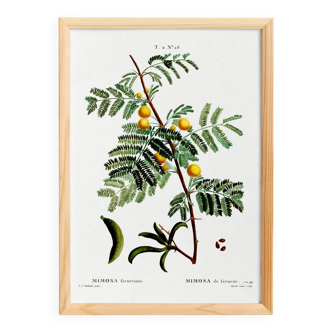 Botanical poster about mimosa, after an engraving from 1802
