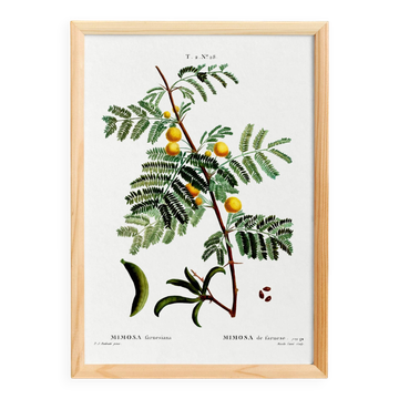 Botanical poster about mimosa, after an engraving from 1802