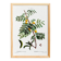 Botanical poster about mimosa, after an engraving from 1802