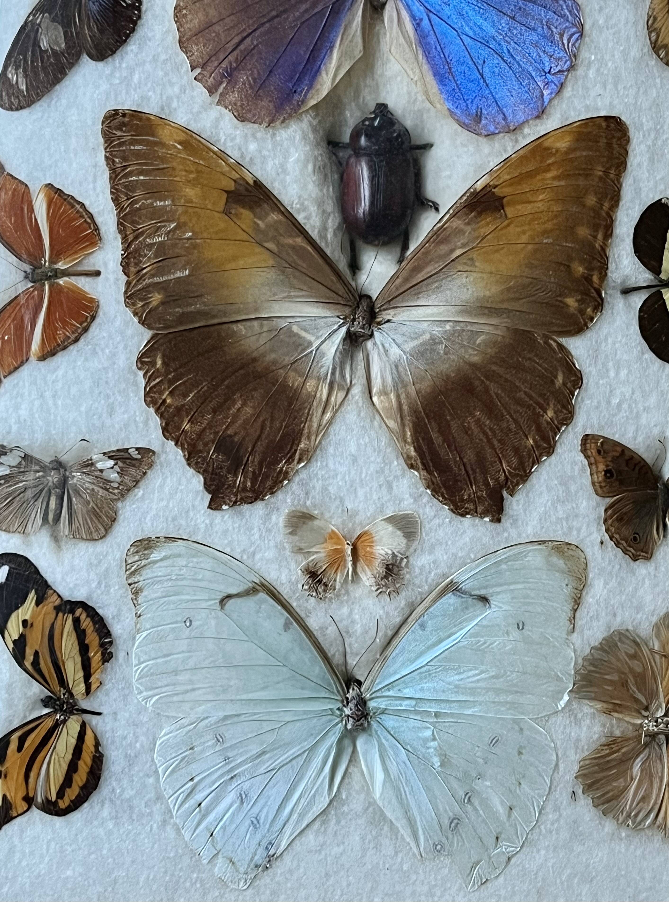 Large entomological frame - 27 mounted butterflies - Very good condition