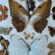 Large entomological frame - 27 mounted butterflies - Very good condition