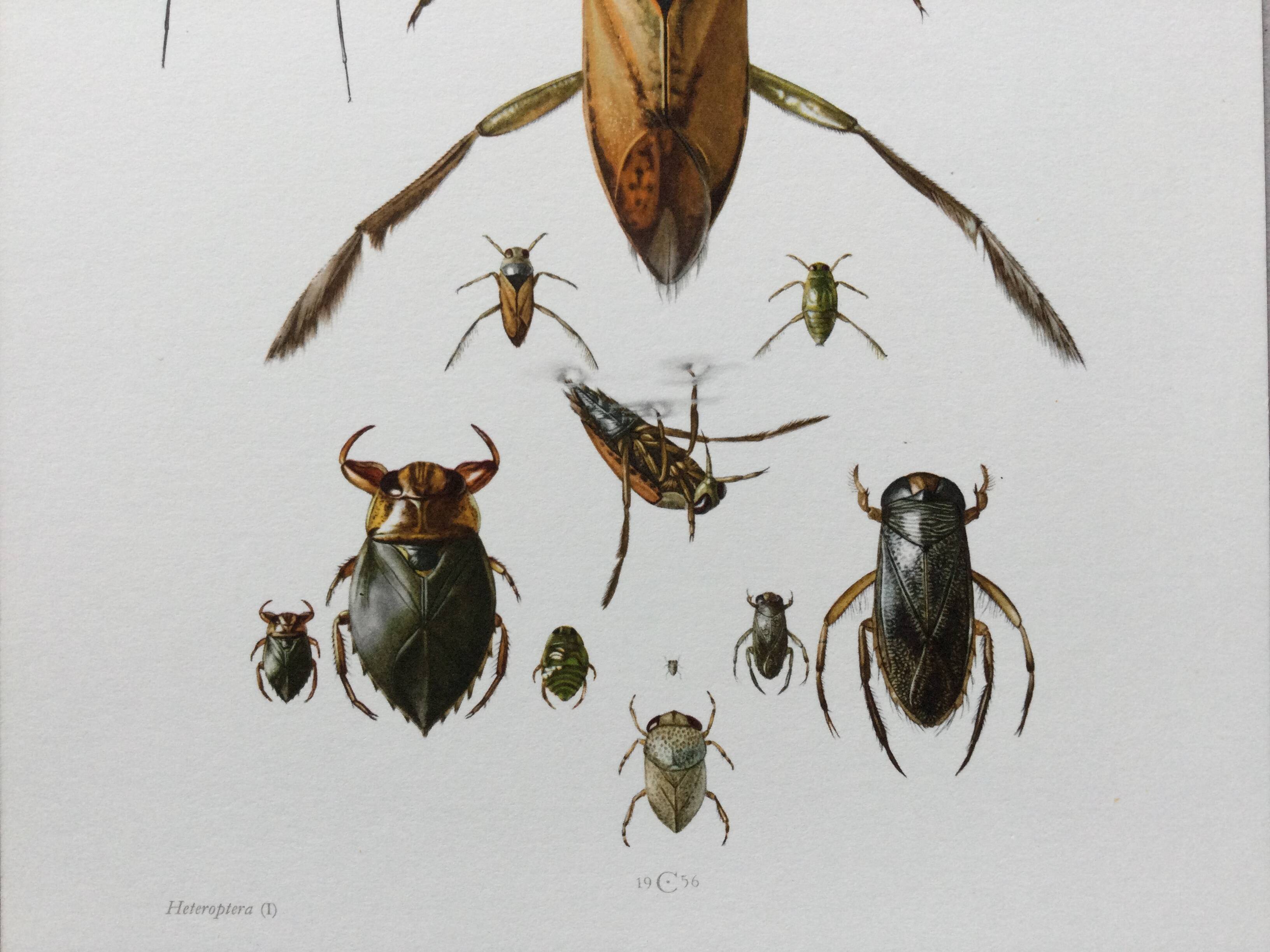 Insect wall decoration. Original plate 1969.