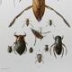 Décoration murale insectes.  Planche originale 1969.
