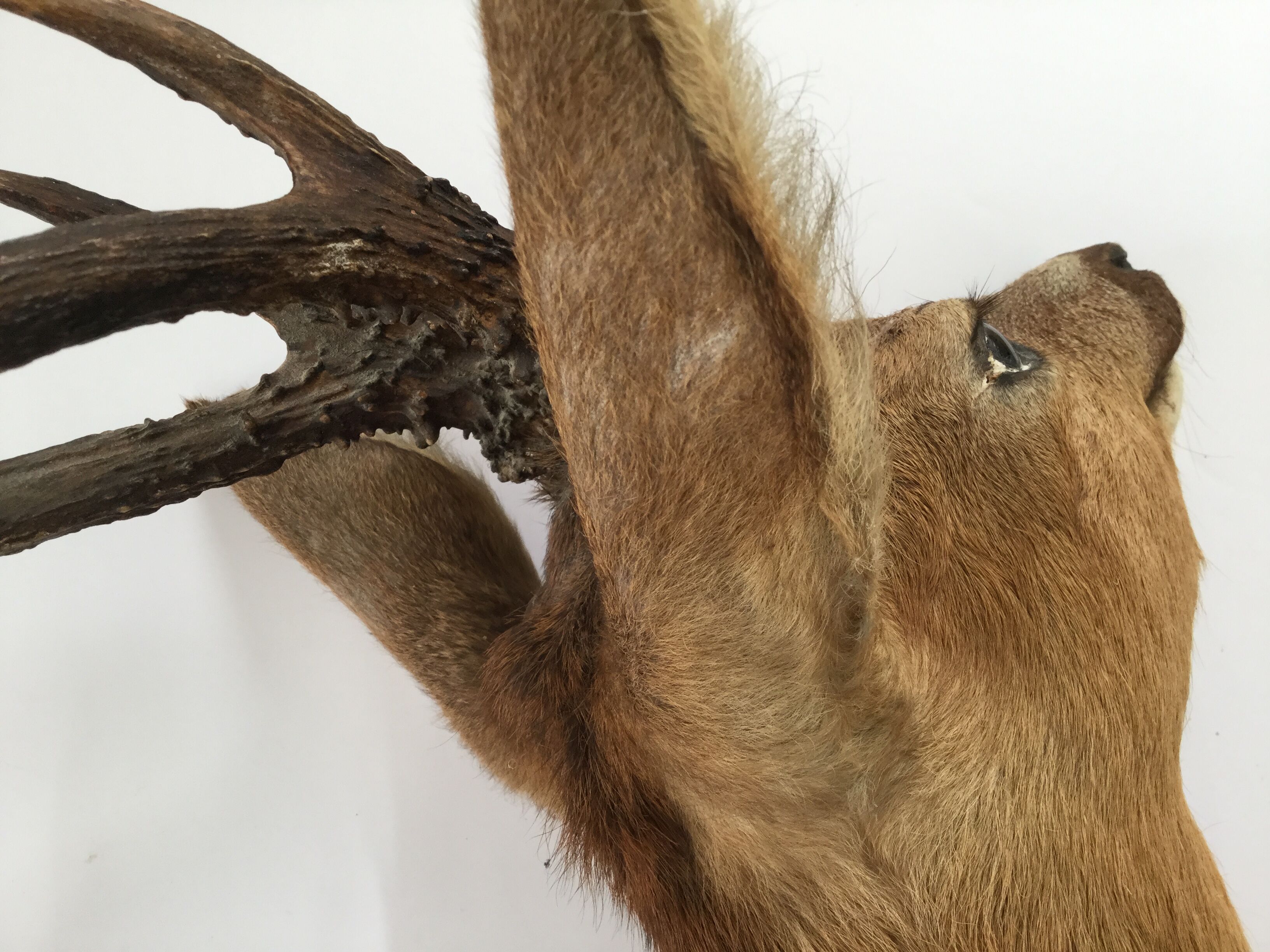 Naturalized deer head hunting trophy