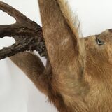 Naturalized deer head hunting trophy