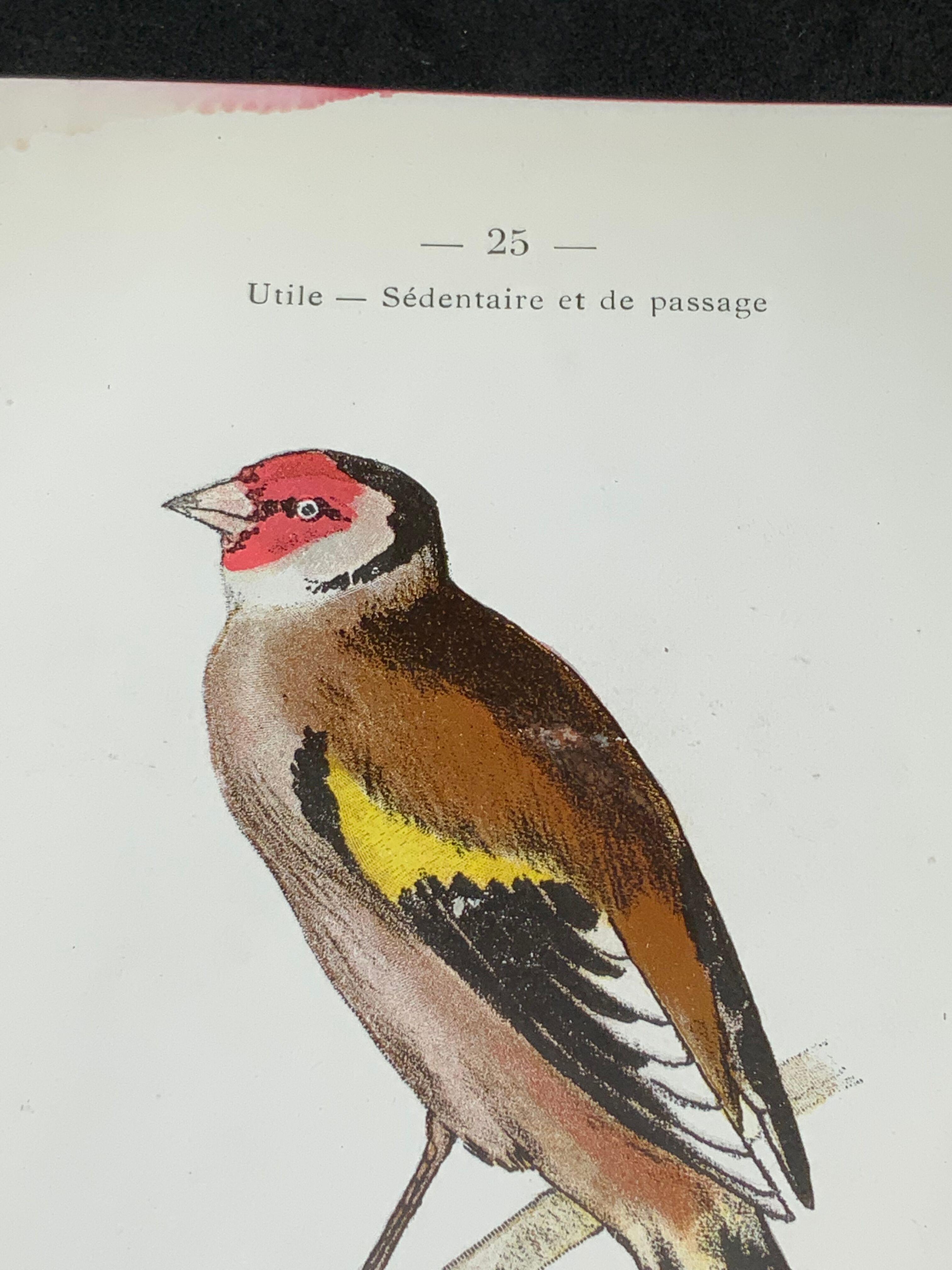 Naturalist plate old birds double-sided engraving work 1908 G. Denise