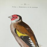 Naturalist plate old birds double-sided engraving work 1908 G. Denise