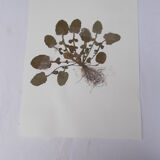 Set of 6 herbarium boards No.1
