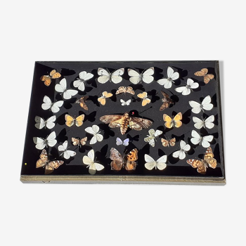 Collection of about thirty beautiful naturalized butterflies-Excellent condition
