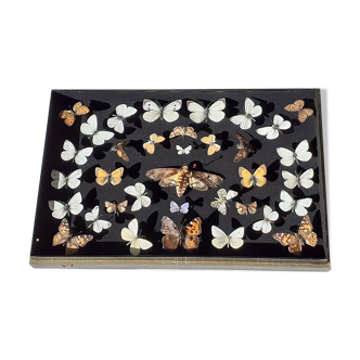 Collection of about thirty beautiful naturalized butterflies-Excellent condition