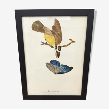 Bird framed lithography