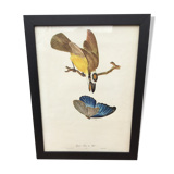 Bird framed lithography