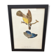 Bird framed lithography
