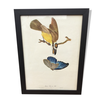 Bird framed lithography