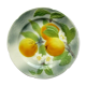 Saint Clément's dabbling plate: the Oranges