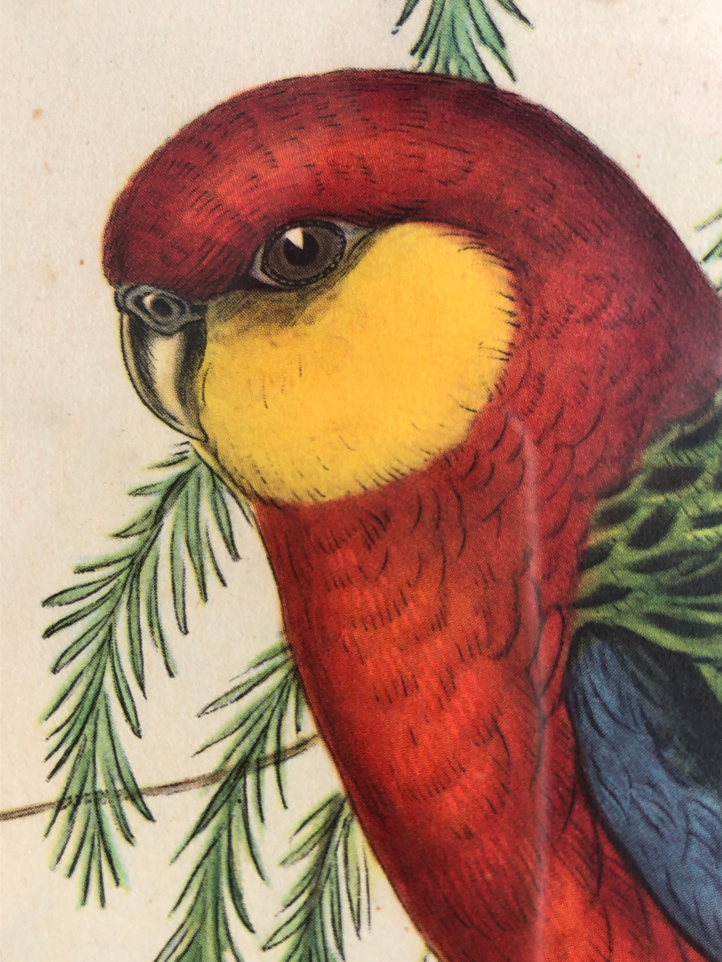 « Platycercus Icterotis » ornithological board  - J&L Gould