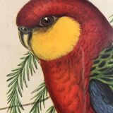 « Platycercus Icterotis » ornithological board  - J&L Gould