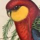 « Platycercus Icterotis » ornithological board  - J&L Gould