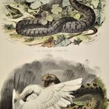 Original zoological plate from 1839 "saurian" the common viper & .....