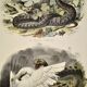 Planche zoologique originale de 1839 "saurien" la vipere commune & .....