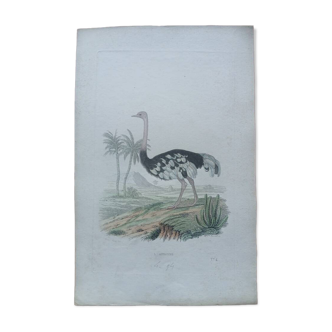 Poster - 19th century zoological engraving of birds - ostrich