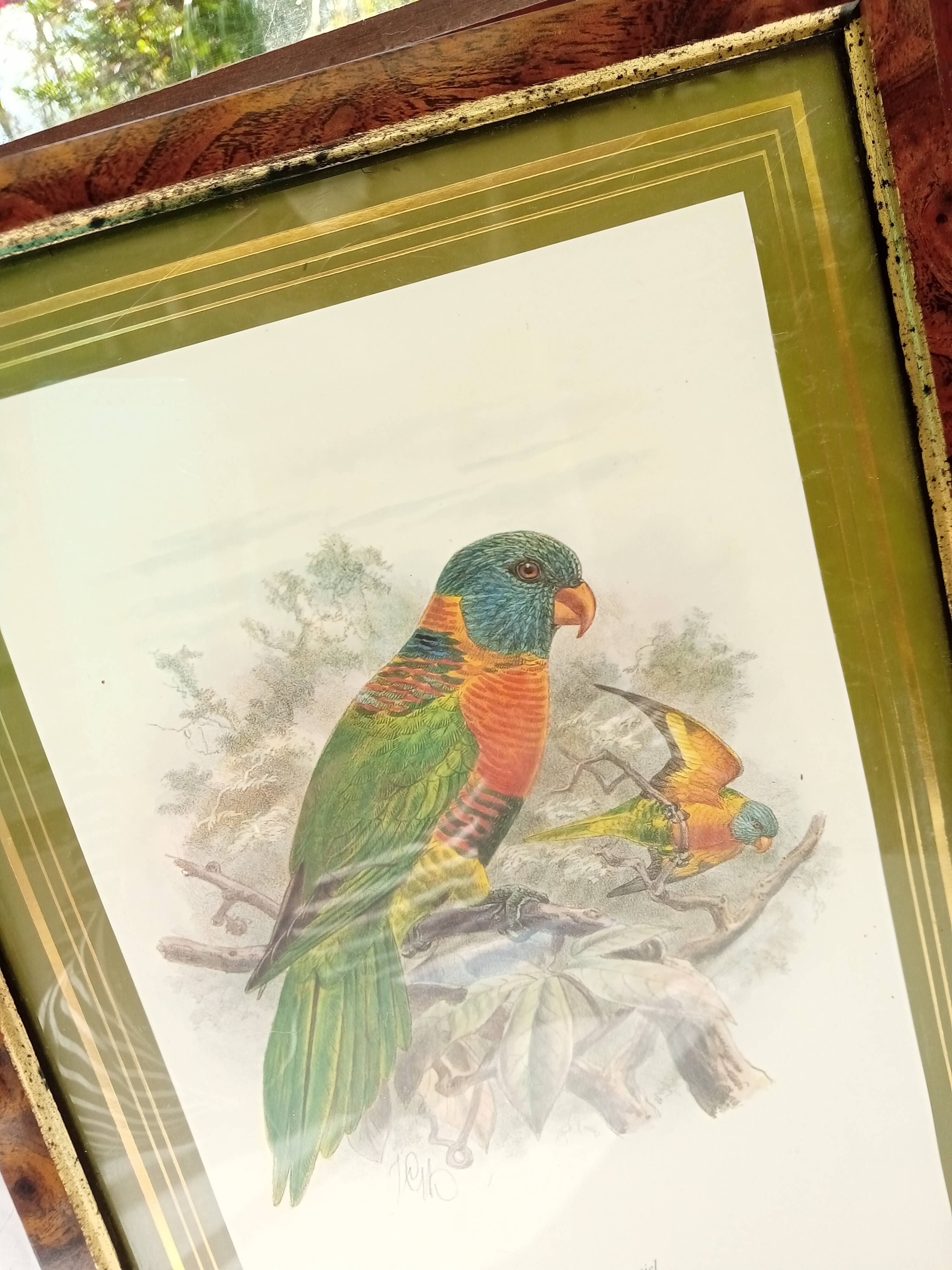 Tableau oiseau Lori