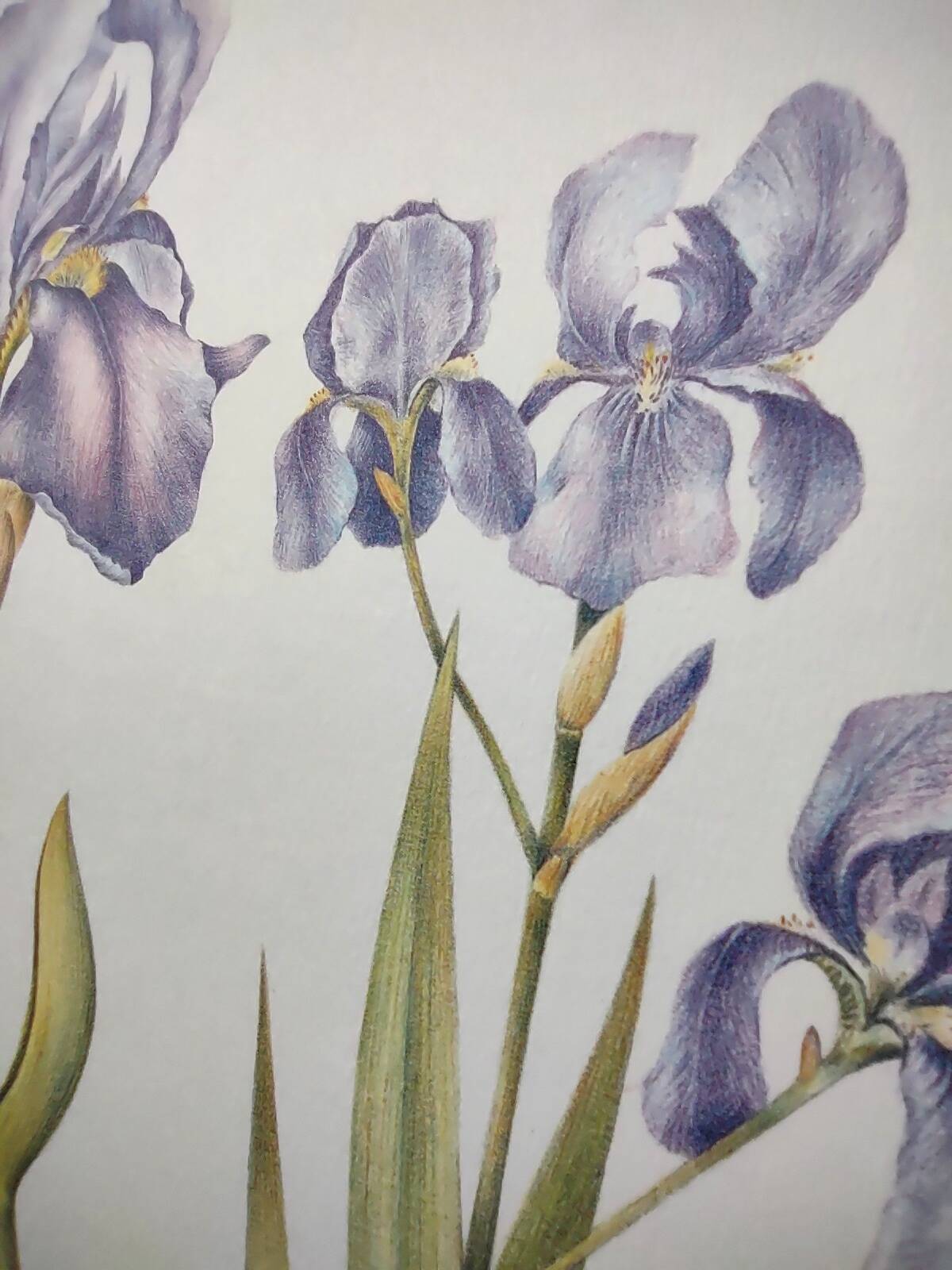 Botanical engraving -Iris- Illustration of medicinal plants and herbs. Pastels by C.Michaut
