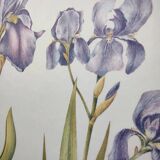 Botanical engraving -Iris- Illustration of medicinal plants and herbs. Pastels by C.Michaut