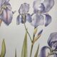 Botanical engraving -Iris- Illustration of medicinal plants and herbs. Pastels by C.Michaut