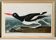 Poster about the Eurasian Oystercatcher, based on an old engraving from 1827.