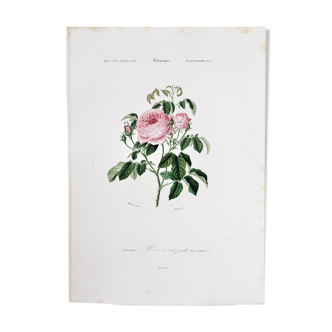 Planche de botanique