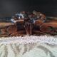 Louis XV style armchair