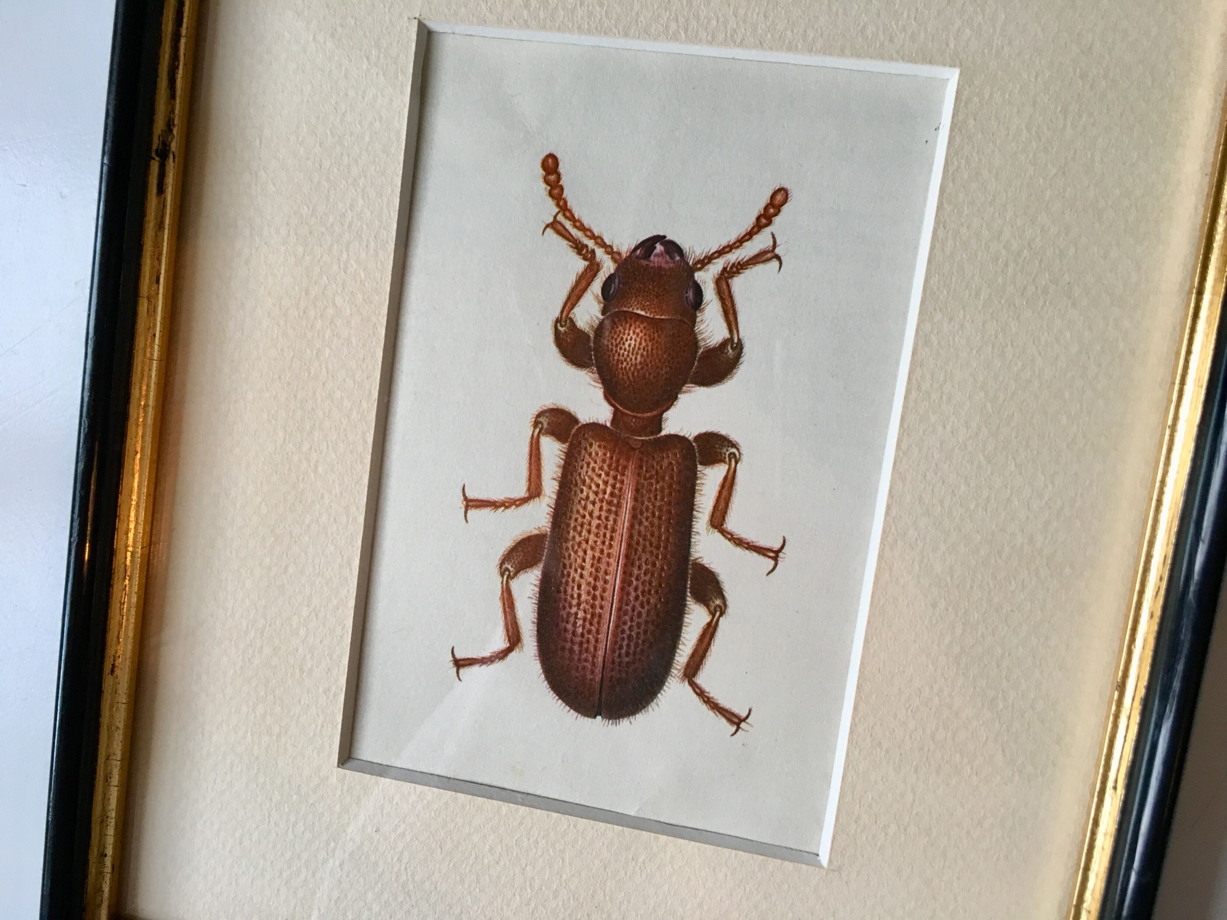 Beetle illustration