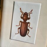 Beetle illustration