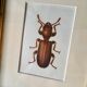Beetle illustration